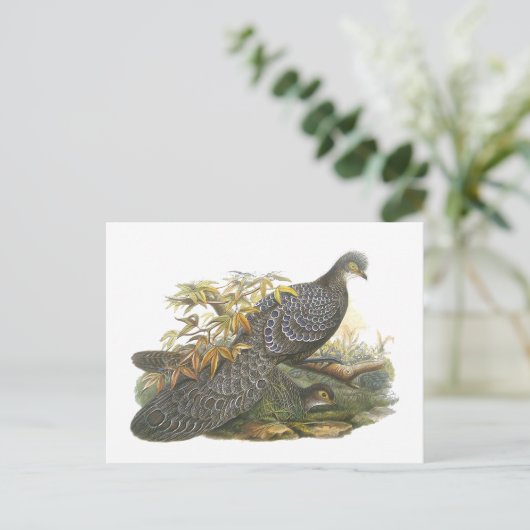 Peacock Pheasant Briefkaart (Staand voorkant)