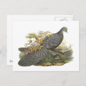 Peacock Pheasant Briefkaart (Voorkant / Achterkant)