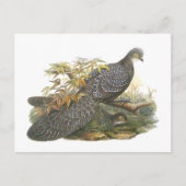 Peacock Pheasant Briefkaart (Voorkant)