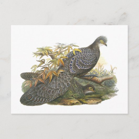 Peacock Pheasant Briefkaart (Voorkant)