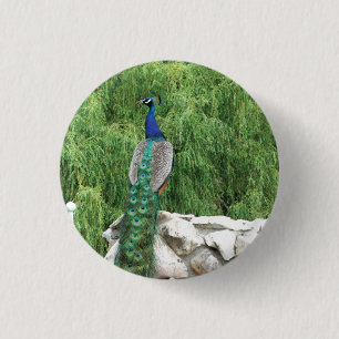Peacock Photo Badge Ronde Button 3,2 Cm