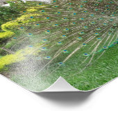 Peacock Photo Print Foto Afdruk (Hoek)