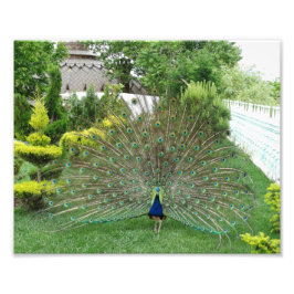 Peacock Photo Print Foto Afdruk