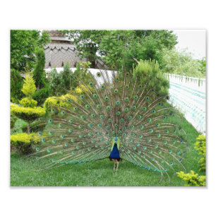 Peacock Photo Print Foto Afdruk