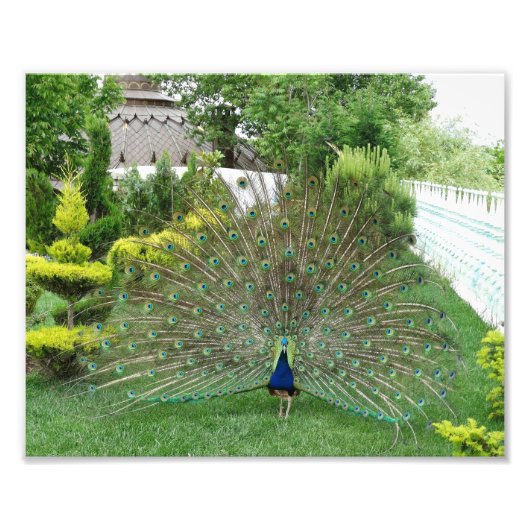 Peacock Photo Print Foto Afdruk (Voorkant)