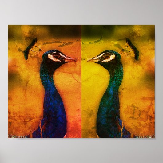 Peacock Photo Value Poster papier (mat) (Voorkant)