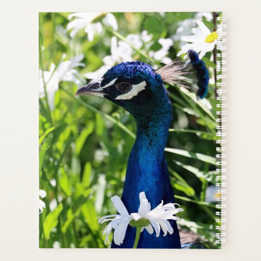Peacock Planner (Achterkant)