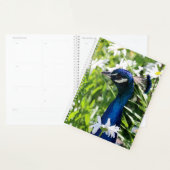 Peacock Planner (Display)