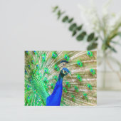 Peacock Plumage Briefkaart (Staand voorkant)