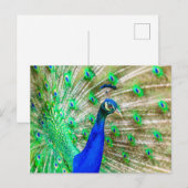 Peacock Plumage Briefkaart (Voorkant / Achterkant)