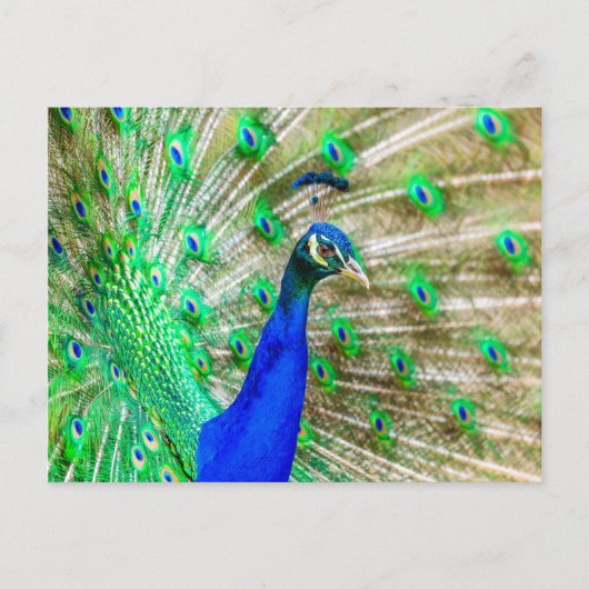 Peacock Plumage Briefkaart (Voorkant)