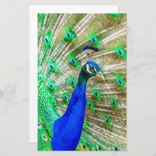 Peacock Plumage Briefpapier (Voorkant / Achterkant)