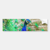 Peacock Plumage Bumpersticker (Voorkant)