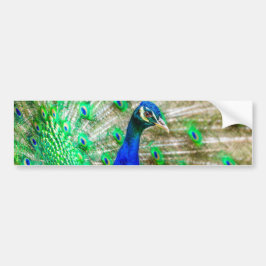 Peacock Plumage Bumpersticker
