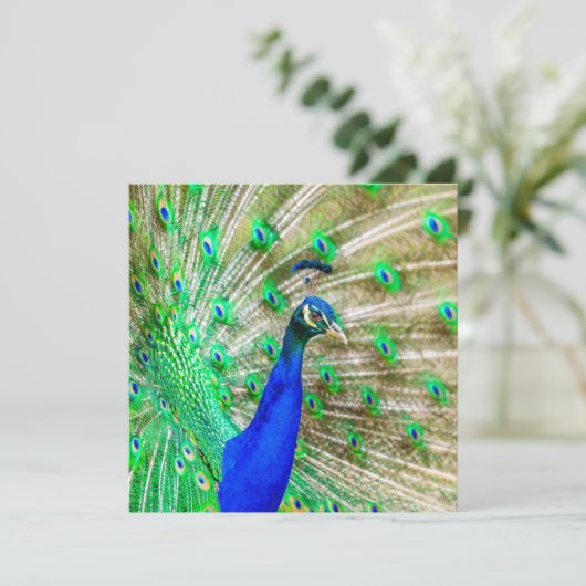 Peacock Plumage Kaart (Staand voorkant)