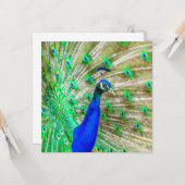 Peacock Plumage Kaart (Voorkant / Achterkant in situ)