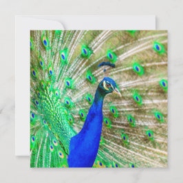 Peacock Plumage Kaart