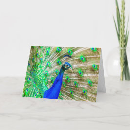 Peacock Plumage Kaart