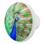 Peacock Plumage Keramische Knop (Rechts)