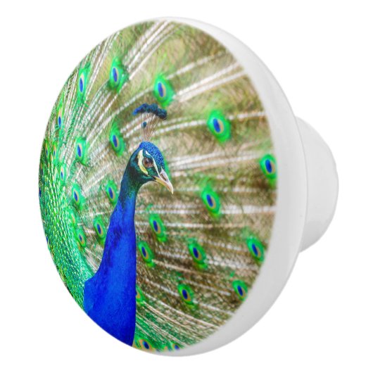 Peacock Plumage Keramische Knop (Rechts)