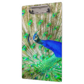 Peacock Plumage Klembord (Links)