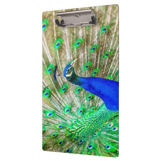 Peacock Plumage Klembord (Links)