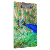 Peacock Plumage Klembord (Rechts)