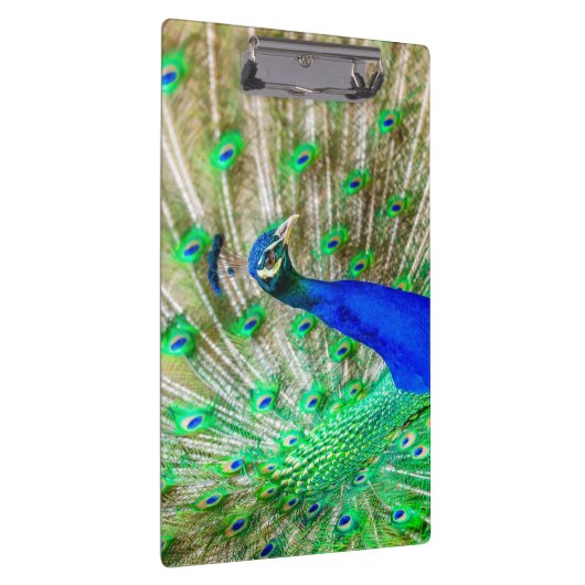 Peacock Plumage Klembord (Rechts)