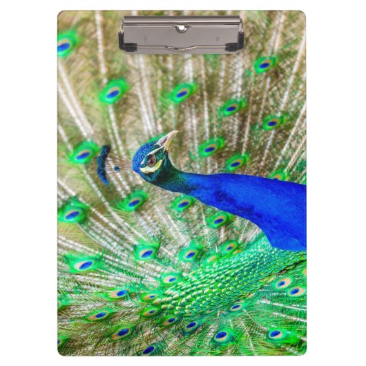 Peacock Plumage Klembord (Voorkant)