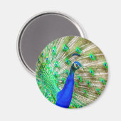 Peacock Plumage Magneet (Voorkant / Achterkant)