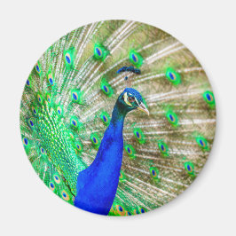 Peacock Plumage Magneet