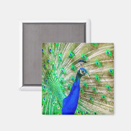 Peacock Plumage Magneet (Voorkant / Achterkant)