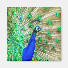 Peacock Plumage Magneet