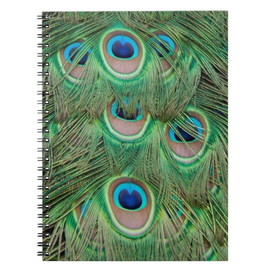 Peacock plumage notitieboek (Voorkant)