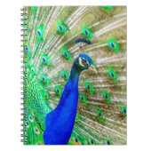 Peacock Plumage Notitieboek (Voorkant)