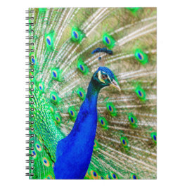 Peacock Plumage Notitieboek