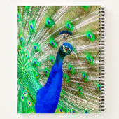 Peacock Plumage Notitieboek (Achterkant)
