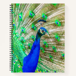 Peacock Plumage Notitieboek