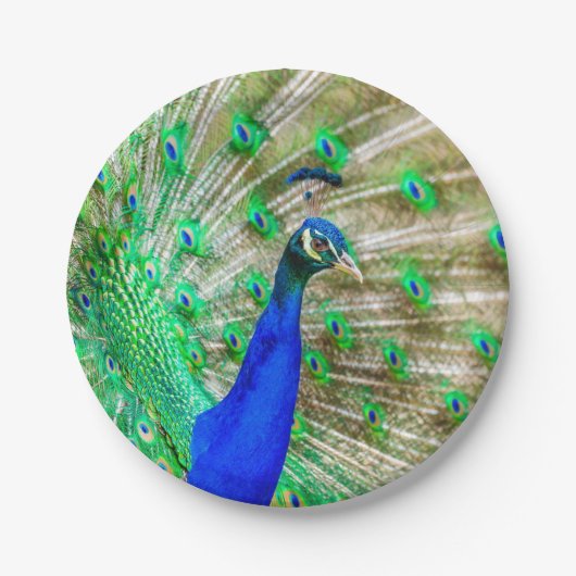 Peacock Plumage Papieren Bordje (Voorkant)