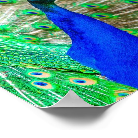 Peacock Plumage Poster (Hoek)