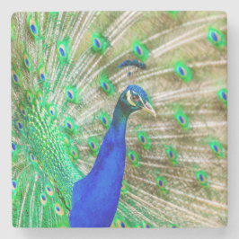 Peacock Plumage Stenen Onderzetter