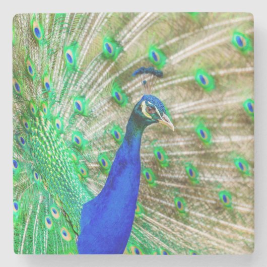 Peacock Plumage Stenen Onderzetter (Voorkant)