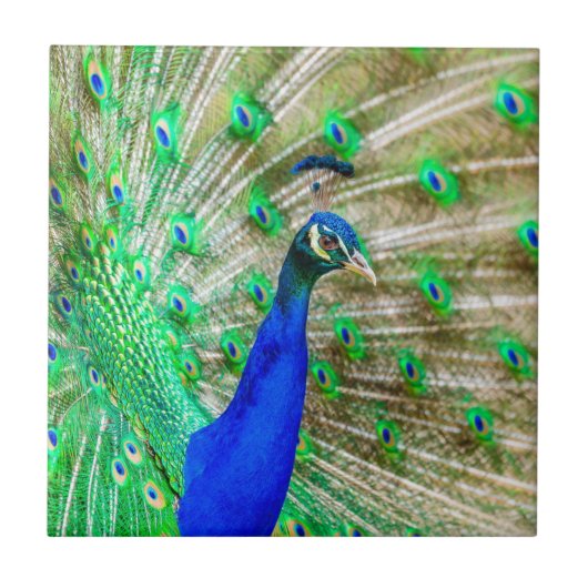 Peacock Plumage Tegeltje (Voorkant)