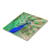 Peacock Plumage Tegeltje (Zijkant)