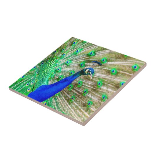 Peacock Plumage Tegeltje (Zijkant)