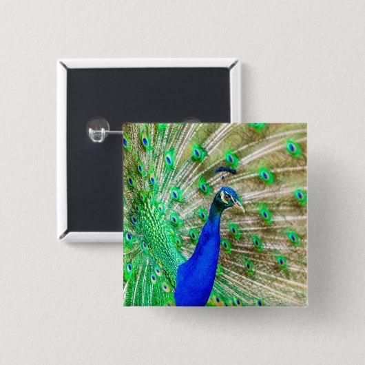 Peacock Plumage Vierkante Button 5,1 Cm (Voorkant /achterkant)