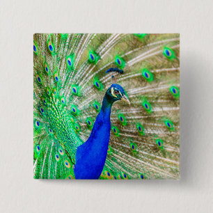 Peacock Plumage Vierkante Button 5,1 Cm