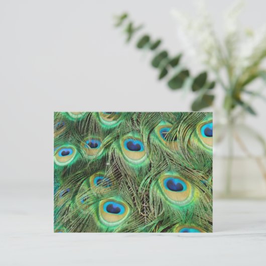 Peacock Plume briefkaart (Staand voorkant)