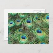 Peacock Plume briefkaart (Voorkant / Achterkant)
