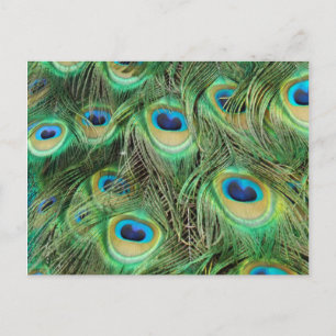 Peacock Plume briefkaart